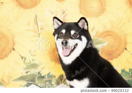 Bust up of a sunflower and a smiling Shiba Inu Bust up of a sunflower and a smiling Shiba Inu 99028132