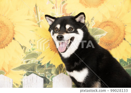 Bust up of a sunflower and a smiling Shiba Inu Bust up of a sunflower and a smiling Shiba Inu 99028133
