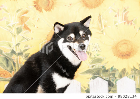 向日葵和微笑的柴犬的半身像 向日葵和微笑的柴犬的半身像 99028134