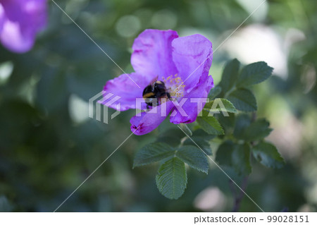 A bee on a wild rose flower close-up. Dog rose surrounded by green leaves in a garden in summer. The bumblebee on rose hip petals. Blooming purple rosehip flower. Selective fokus. 99028151