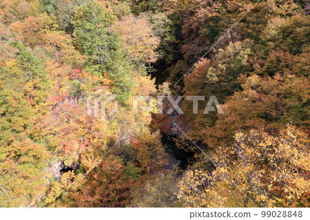 美麗的溪流紅葉（福島縣里磐梯市中津川溪谷） 99028848