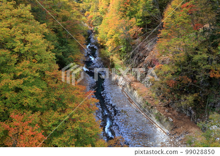 Autumn leaves and river flow viewed from above (Nakatsugawa Valley, Urabandai, Fukushima Prefecture) 99028850