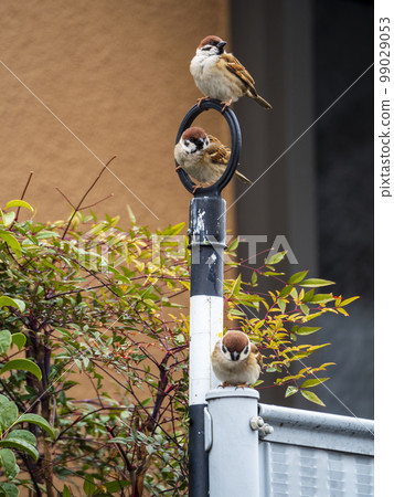 Sparrows playing happily Sparrows playing happily 99029053