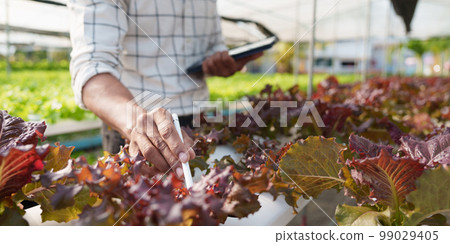 Asian business owner observed about growing organic in hydroponics farm. Growing organic vegetable and Green energy concept Asian business owner observed about growing organic in hydroponics farm. Growing organic vegetable and Green energy concept 99029405