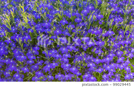 Blue Lobelia as backgrounds. Blue Lobelia as backgrounds. 99029445
