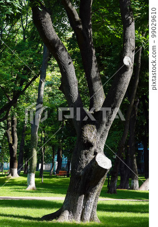 Maple tree with green leaves planted in the park 99029610