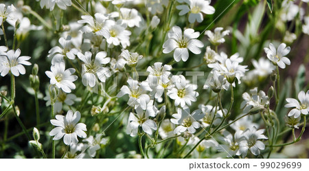 Jasolka flowers felt close up very delicate and beautiful 99029699