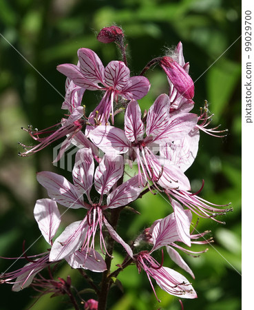 Flowers White ash, blooming in early summer 99029700