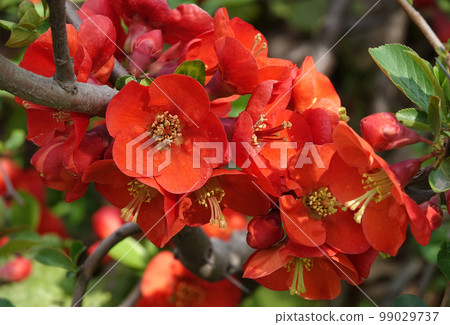 Rosehip blooming in red flowers is the nature of the Ukrainian land Rosehip blooming in red flowers is the nature of the Ukrainian land 99029737
