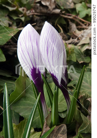 Flowers Saffron sowing still in buds in early spring Flowers Saffron sowing still in buds in early spring 99029747