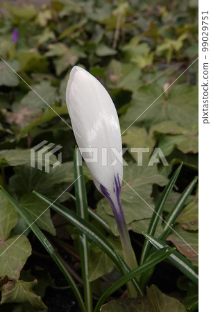Flowers Saffron sowing still in buds in early spring 99029751