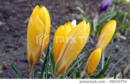 Flowers Saffron sowing still in buds in early spring 99029754