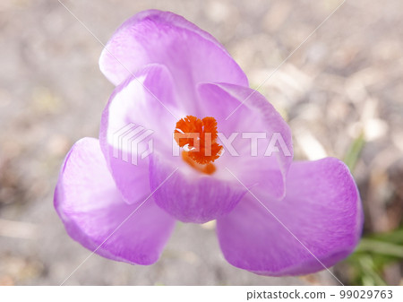 Saffron sowing flowers in early spring with different colors Saffron sowing flowers in early spring with different colors 99029763