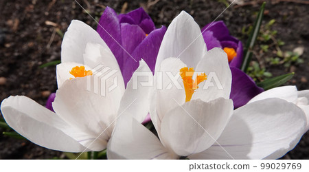 Saffron sowing flowers in early spring with different colors Saffron sowing flowers in early spring with different colors 99029769