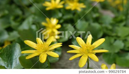 Spring flowers Chistyak in early spring Spring flowers Chistyak in early spring 99029784