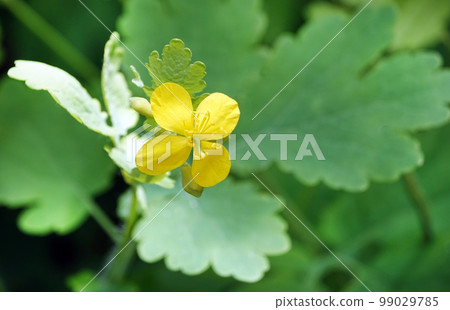 Celandine - these are wildflowers growing in spring and summer in Ukraine Celandine - these are wildflowers growing in spring and summer in Ukraine 99029785
