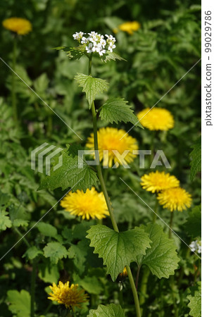 Wild flowers Pedunculate or petiolate garlic Wild flowers Pedunculate or petiolate garlic 99029786