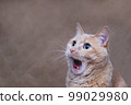 The surprised cat. The amazement of the cat. Open it's mouth in surprise. 99029980