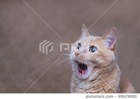 The surprised cat. The amazement of the cat. Open it's mouth in surprise. 99029980