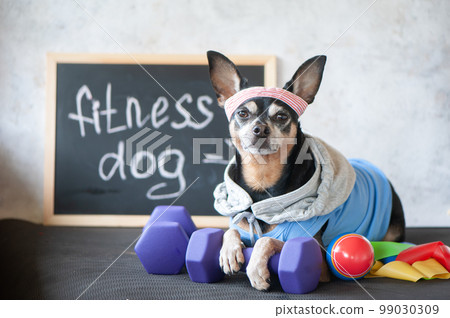 Dog fitness. Fitness and healthy lifestyle for pet 99030309
