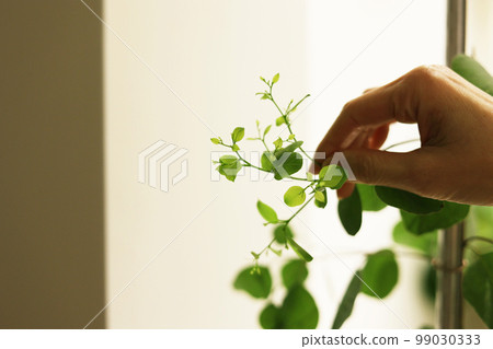 一隻手觸摸開花的檸檬桉樹的新芽 99030333