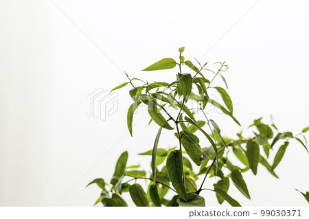 Lemon eucalyptus plant with fresh sprouts growing Lemon eucalyptus plant with fresh sprouts growing 99030371