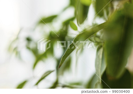 有新芽生長的檸檬桉樹植物 99030400