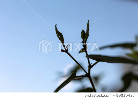 檸檬桉樹的葉子和芽在藍天下新鮮生長 99030453