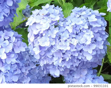 Heart-shaped hydrangea Heart-shaped hydrangea 99031101