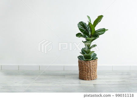 Home plant Ficus Lyrata or Fiddle Fig in a wicker flowerpot in the room on the light background, minimal modern interior with copy space 99031118