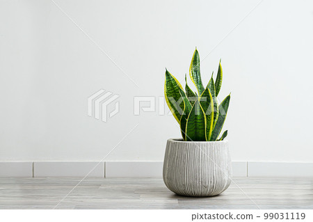 Sansevieria or snake plants in a gray ceramic flowerpot in the room on the light background, minimal modern interior with copy space 99031119