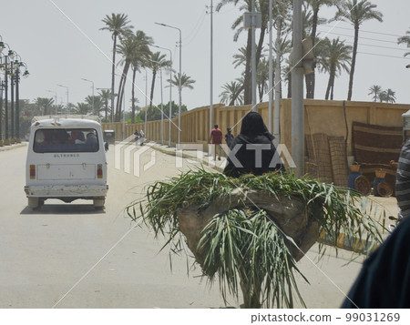 donkeys loading in the streets of egypt 99031269