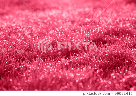 Lush grass in the sunshine,Toned in pink Lush grass in the sunshine,Toned in pink 99031415