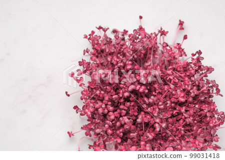 Sprouts of sprouted mustard, toned in pink Sprouts of sprouted mustard, toned in pink 99031418