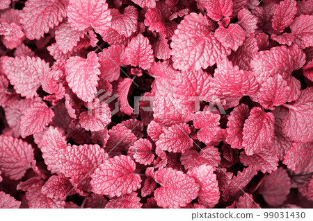 leaves of fragrant melissa, toned in pink leaves of fragrant melissa, toned in pink 99031430