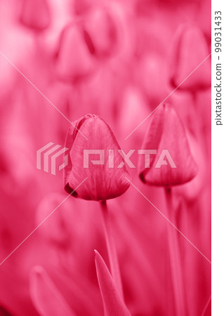 glade of tulips, toned in pink glade of tulips, toned in pink 99031433