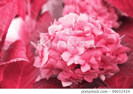Pink hydrangea close-up, toned in pink Pink hydrangea close-up, toned in pink 99031434