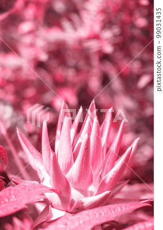 Big beautiful artichoke flower, toned in pink Big beautiful artichoke flower, toned in pink 99031435