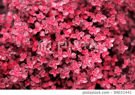 Fresh leaves of fragrant thyme, toned in pink Fresh leaves of fragrant thyme, toned in pink 99031441