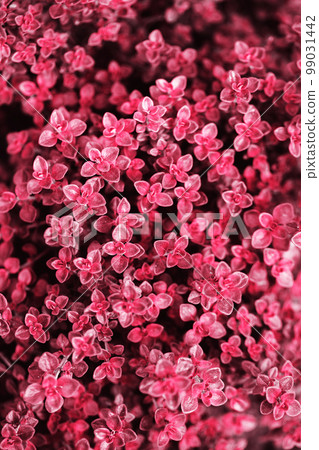 Fresh leaves of thyme, toned in pink Fresh leaves of thyme, toned in pink 99031442