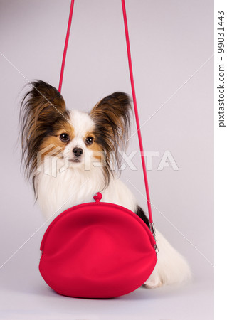 Little beautiful dog in a bag Little beautiful dog in a bag 99031443