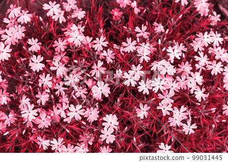 Blooming phlox awl, toned in pink Blooming phlox awl, toned in pink 99031445