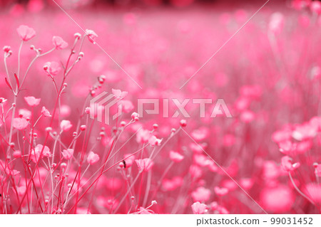 blooming field with flowers, toned in pink blooming field with flowers, toned in pink 99031452