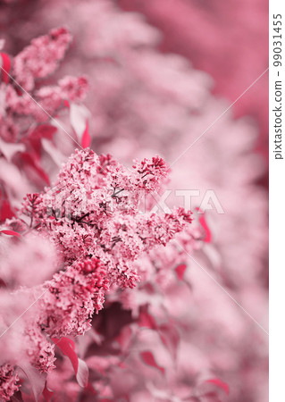 branch of a blossoming lilac, toned in pink branch of a blossoming lilac, toned in pink 99031455