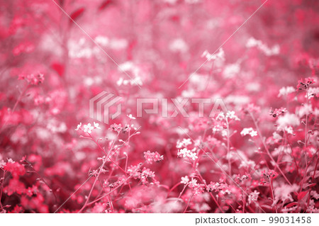 Glade of forget-me-nots in the park, toned in pink Glade of forget-me-nots in the park, toned in pink 99031458