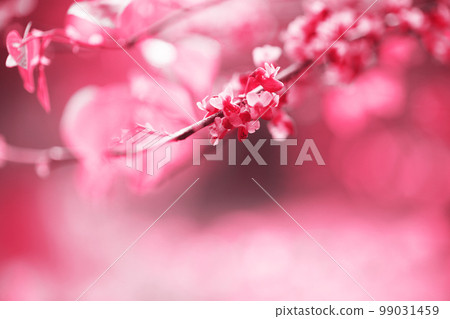 Redbud Tree, toned in pink Redbud Tree, toned in pink 99031459