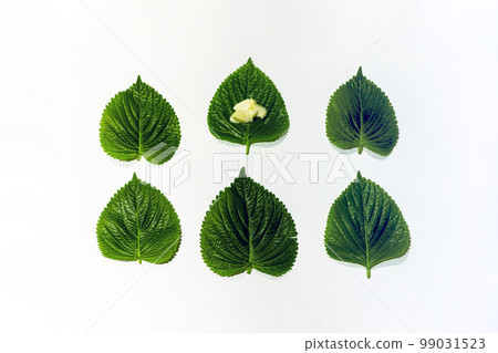 Garlic placed on top of fresh perilla leaves Garlic placed on top of fresh perilla leaves 99031523