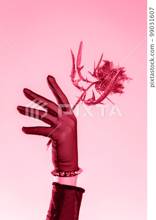 flower in hands, toned in pink flower in hands, toned in pink 99031607