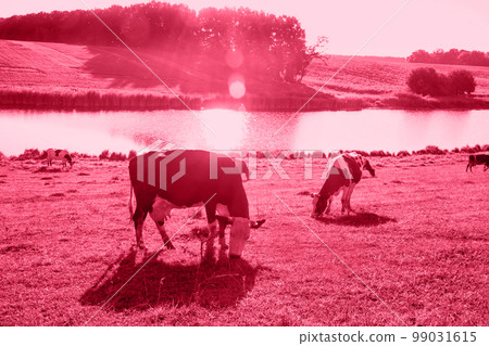 Cows by the river in the rays of sunset, toned in pink Cows by the river in the rays of sunset, toned in pink 99031615