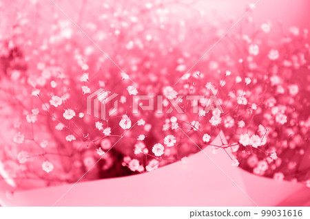 Big bouquet of small white flowers of Gypsophila, toned in pink Big bouquet of small white flowers of Gypsophila, toned in pink 99031616